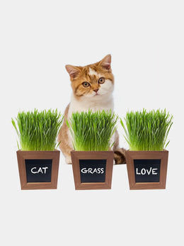 Catnip Fresh Plant Pot