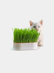 Fresh Cat Grass Treats