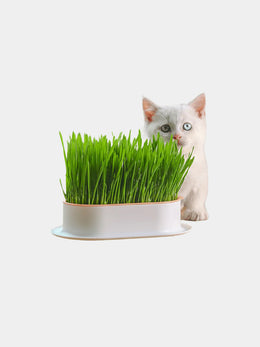 Fresh Cat Grass Treats