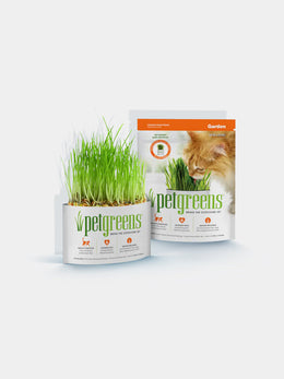 Organic Cat Grass Grow